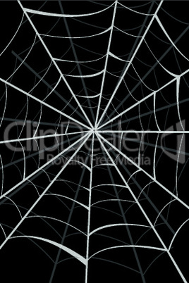 spider web