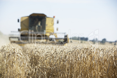 Ein Mähdrescher erntet das Getreide