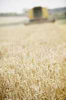 Getreidefeld mit Mähdrescher im Hintergrund