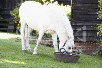 Ein weißes Pony steht im Garten und trinkt