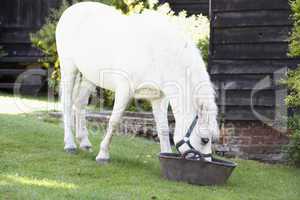 Ein weißes Pony steht im Garten und trinkt