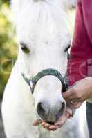 Ein weißes Pony frisst aus der Hand