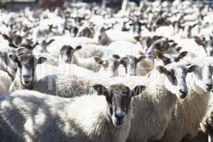 Eine Herde Schafe kuckt in die Kamera