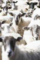 Eine Herde Schafe kuckt in die Kamera