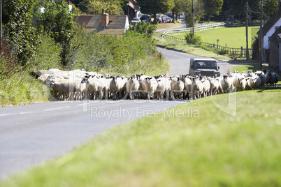 Eine Schafherde blockiert die Straße am Tag