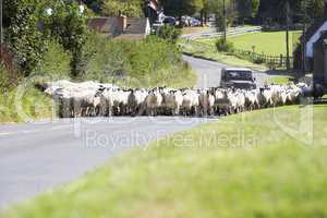 Eine Schafherde blockiert die Straße am Tag