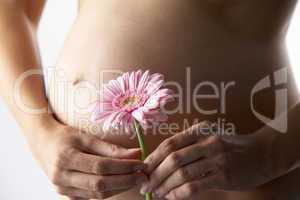 Rosa Blume am Babybauch