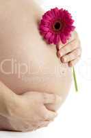 Werdende Mutter hält ihren Babybauch mit  Blume