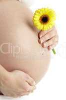 Werdende Mutter hält ihren Babybauch mit gelber Blume