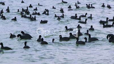 Flock of black ducks