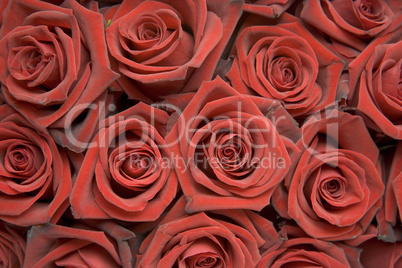 Meer von rote Rosen