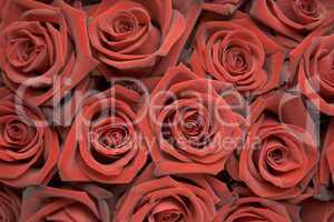 Meer von rote Rosen