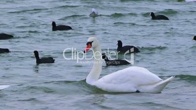 Swans swim close to the ducks