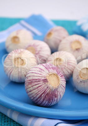 Knoblauch (Y.Bogdanski)