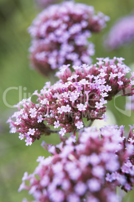 Close-Up Of Viburnum Plant