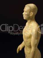 Meridian Lines On An Acupuncture Figurine