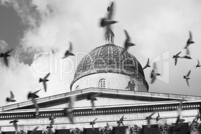 Birds Flying In Front Of The National Gallery, London, England