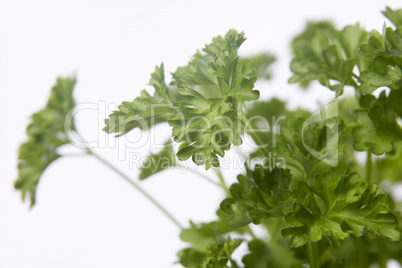 Parsley Plant