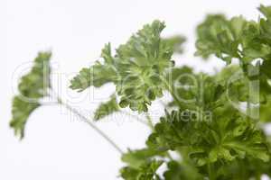 Parsley Plant