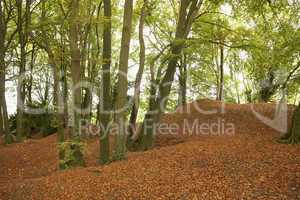 Trees And Autumn Leaves In Forest