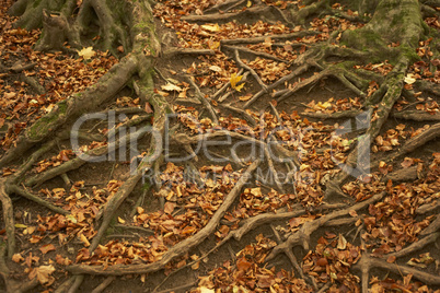 Tree Roots Protruding Through Autumn Leaves