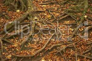 Tree Roots Protruding Through Autumn Leaves