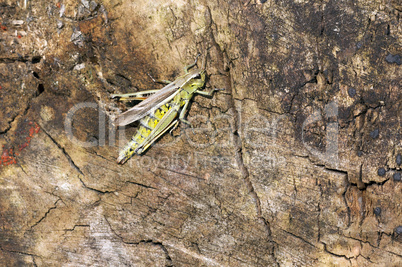 Marsh Grasshopper - Stethophyma grossum