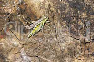 Marsh Grasshopper - Stethophyma grossum