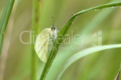 Large Cabbage White - Pieris brassicae