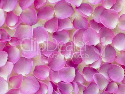 Large Group Of Pink Rose Petals