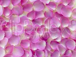 Large Group Of Pink Rose Petals