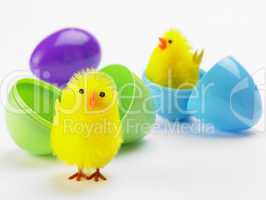 Easter Chicks Hatching Out Of Eggs