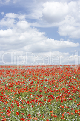 Poppies Stretching Across A Field