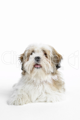 Lhasa Apso Lying Down