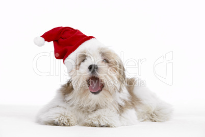 Lhasa Apso Dog Wearing Santa Hat