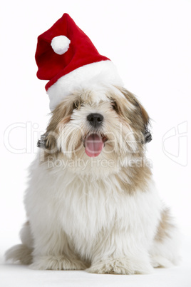 Lhasa Apso Dog Wearing Santa Hat