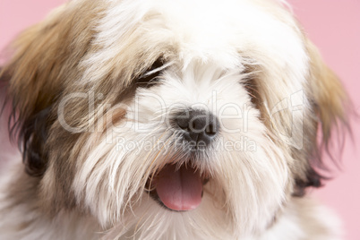 Close Up Of Lhasa Apso Dog