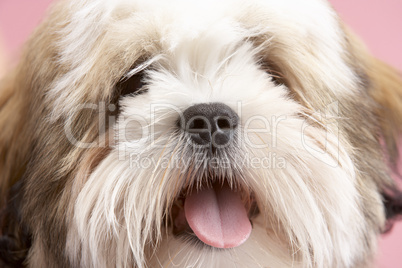 Close Up Of Lhasa Apso Dog