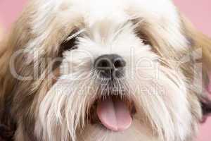 Close Up Of Lhasa Apso Dog