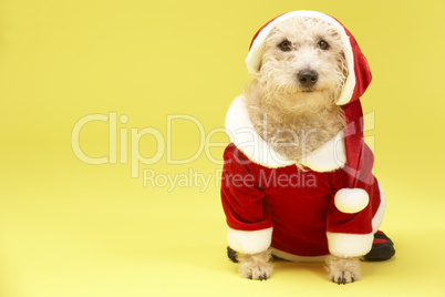 Small Dog In Santa Costume