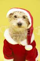 Small Dog In Santa Costume