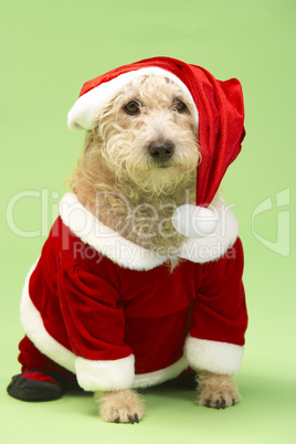 Small Dog In Santa Costume