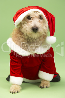 Small Dog In Santa Costume