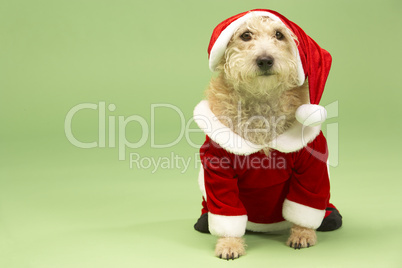 Small Dog In Santa Costume