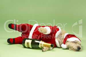 Samll Dog In Santa Costume Lying Down With Champagne Bottle