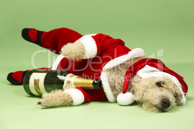 Small Dog In Santa Costume Lying Down With Champagne Bottle
