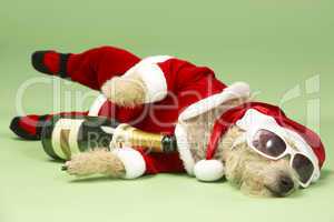 Small Dog In Santa Costume Lying Down With Champagne and Shades