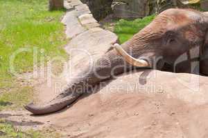 Elefant im Zoo