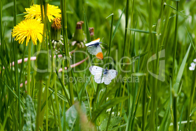 Schmetterlinge im Gras