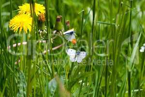 Schmetterlinge im Gras